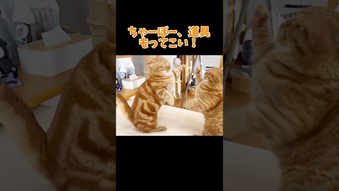 にゃんこレイジ #猫 #マンチカン #shorts