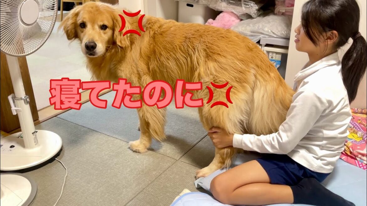 ウトウト姿が可愛過ぎてイジられまくる大型犬クッキー【ゴールデンレトリバーとミニチュアダックスフンド】