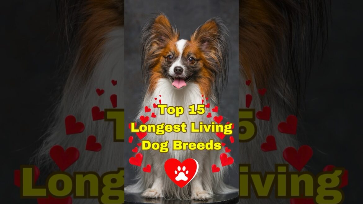 Top 15 Dog Breeds with the Longest Lifespans! #dogs #dogbreeds #dogcare #dogfacts #shorts #doglover