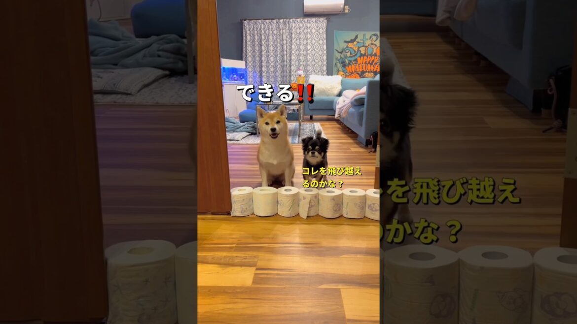 チャレンジ🐶🐶‼️#柴犬 #チワワ #shorts