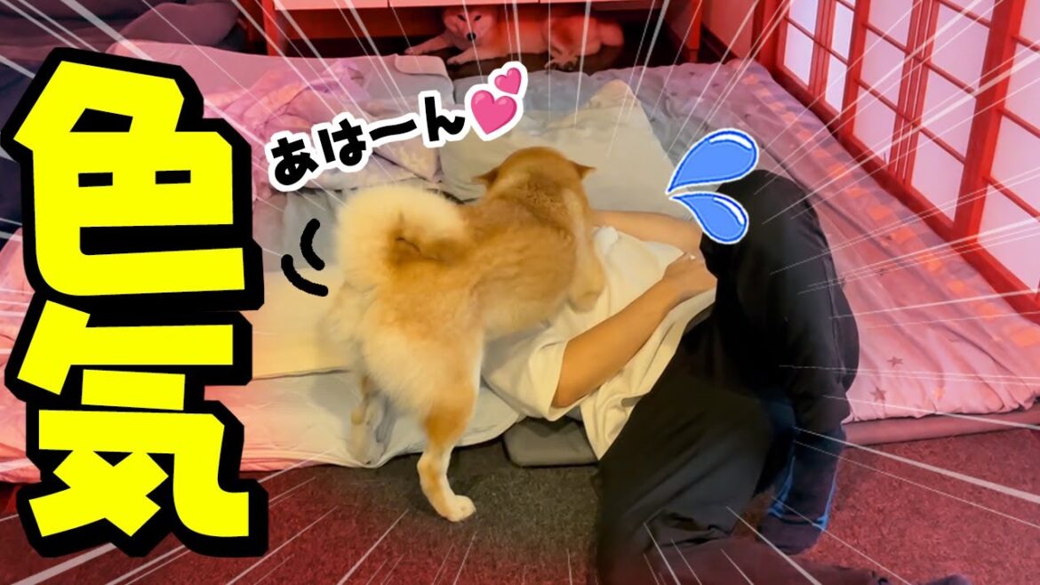2週間ぶりの再会で肉食系女子柴犬に襲われるお兄ちゃん