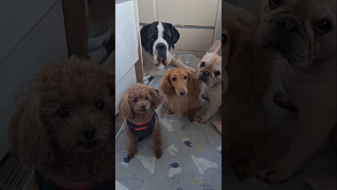 順番を守る犬🐶🐶🐶🐶💕#犬 #セントバーナード #shorts