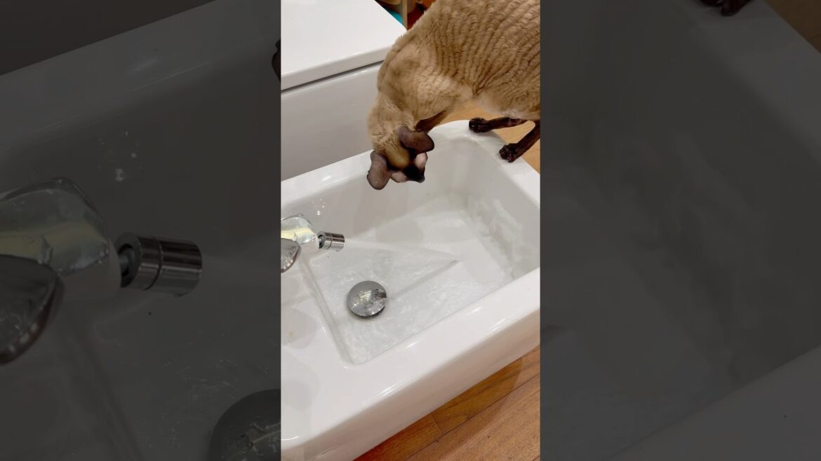 Sima & water 💦 #cat #funnypetsmoments #funnypetschannel #pets #petmoments ￼