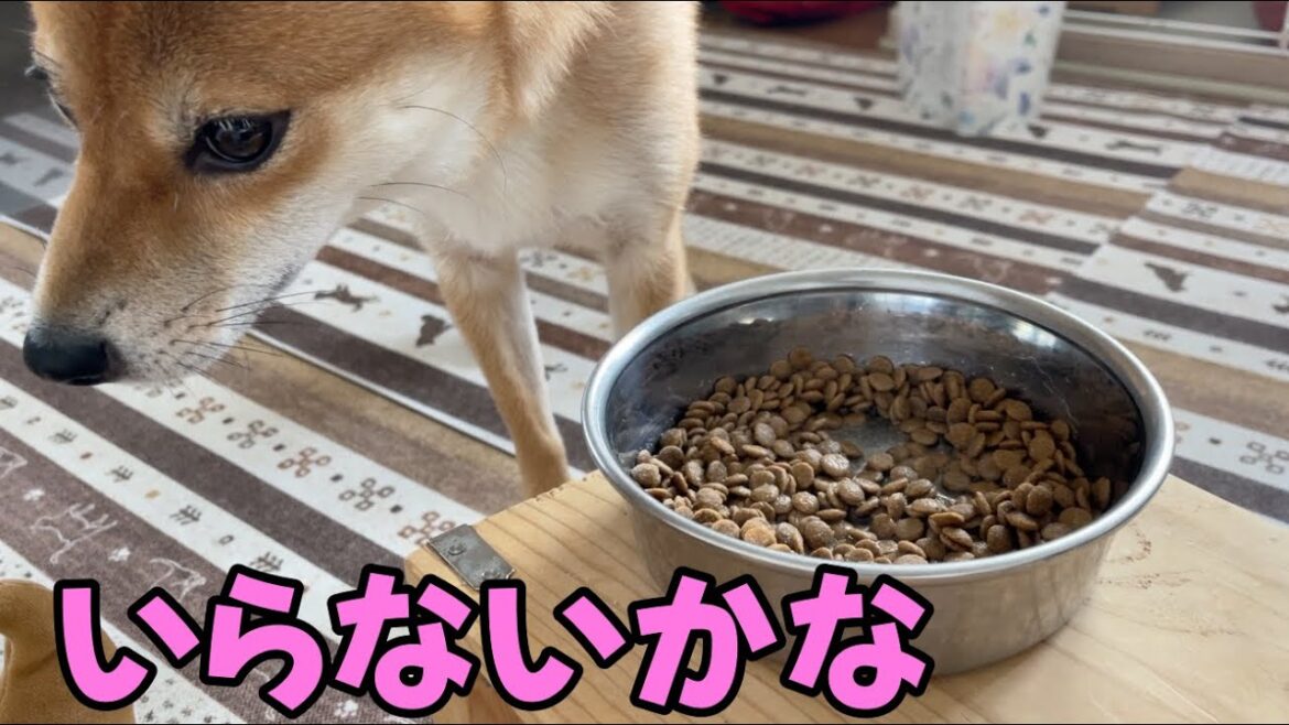 食欲なさげな時はどうするの？みません　柴犬小夏