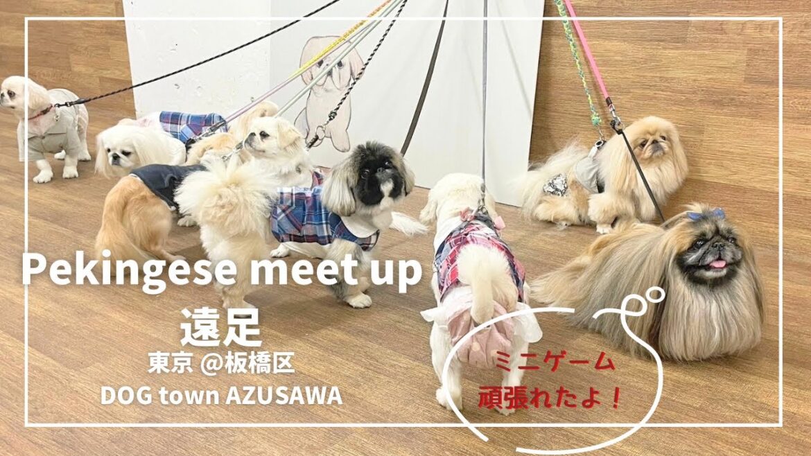 ペキニーズミートアップ【遠足】してきたよ！