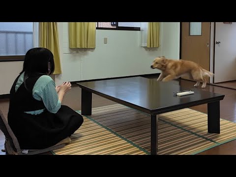 離れて暮らすお姉ちゃんが突然部屋にいたら!全力で喜ぶ感動の再会に。【Golden Retriever japan】 離れて暮らすお姉ちゃんが突然部屋にいたら!全力で喜ぶ感動の再会に。【Golden Retriever japan】