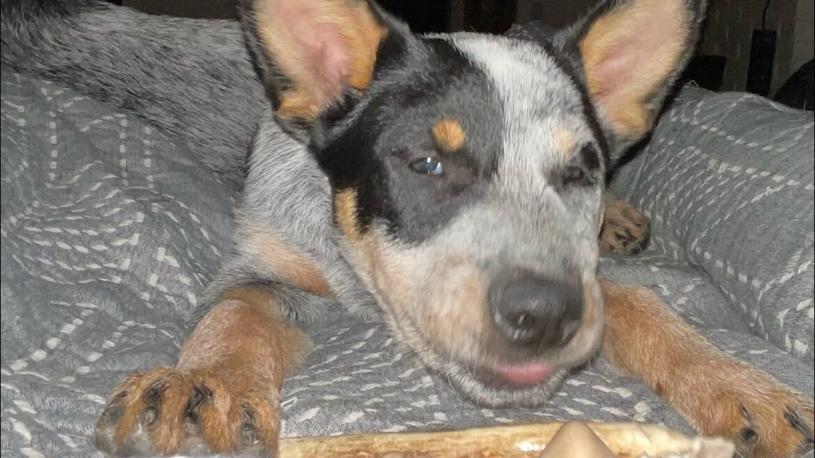 BLUE HEELER/ Australian Cattle Dog “Moxie”- the baby dogg-  a