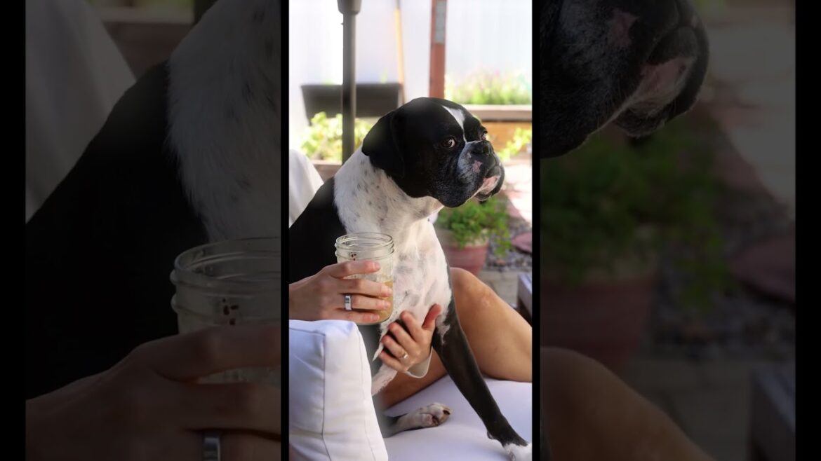Canon R5 quality test with a boxer dog