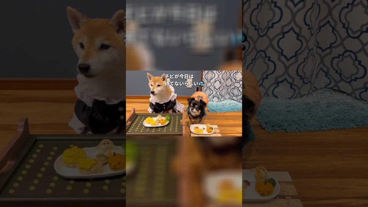 ハッピーハロウィン🎃#柴犬 #チワワ #shorts