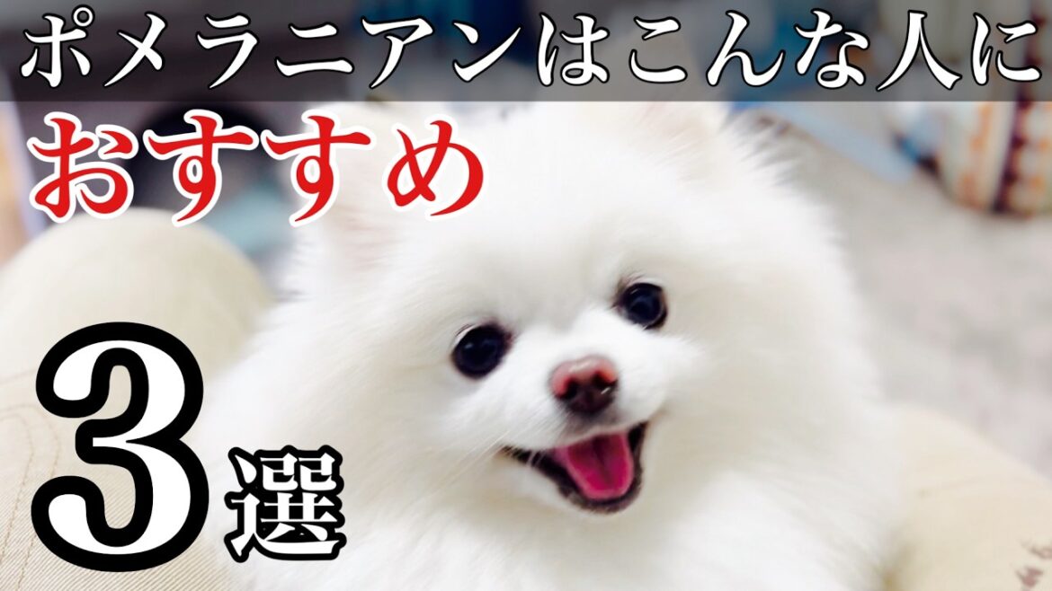 ポメラニアンを飼うにはどのような人が向いているのかベスト３！結局は可愛いんですよね♪part2
