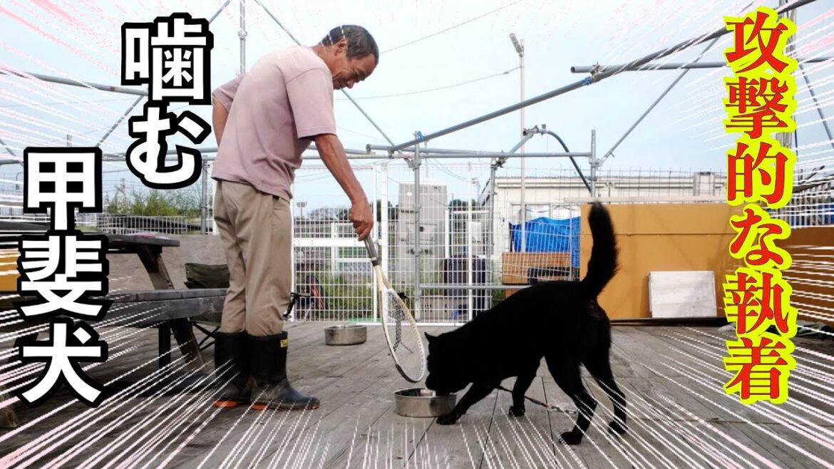 飼い主を失った甲斐犬瑞稀くんフードアグレッシブと甘噛みのリハビリ