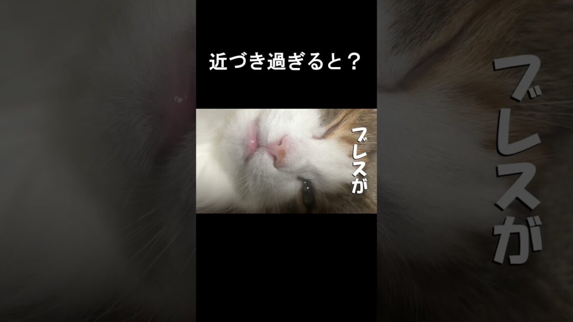 猫に近づき過ぎた結果 #shorts #ノルウェージャンフォレストキャット