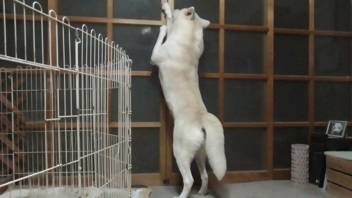 【秋田犬ゆうき】のんびり穏やかな日々を過ごしたいけど人間の世界は怖いモノが多すぎる【akita dog】