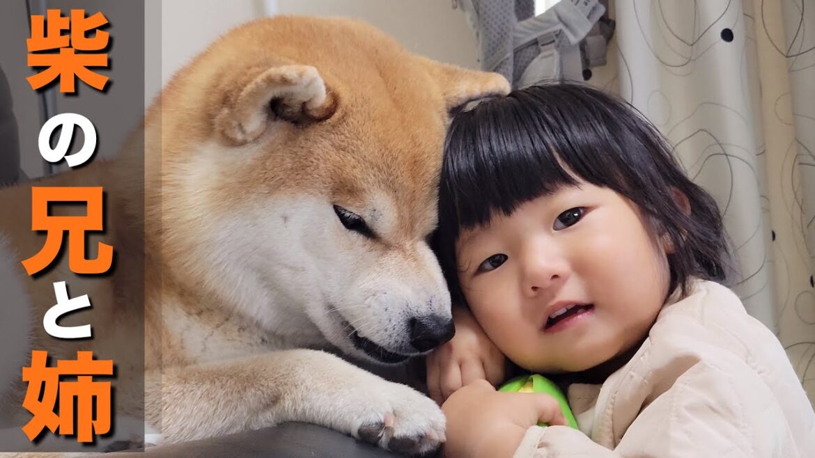 赤ちゃんの時から見守ってきた柴犬、子供の世界ではきっと兄と姉