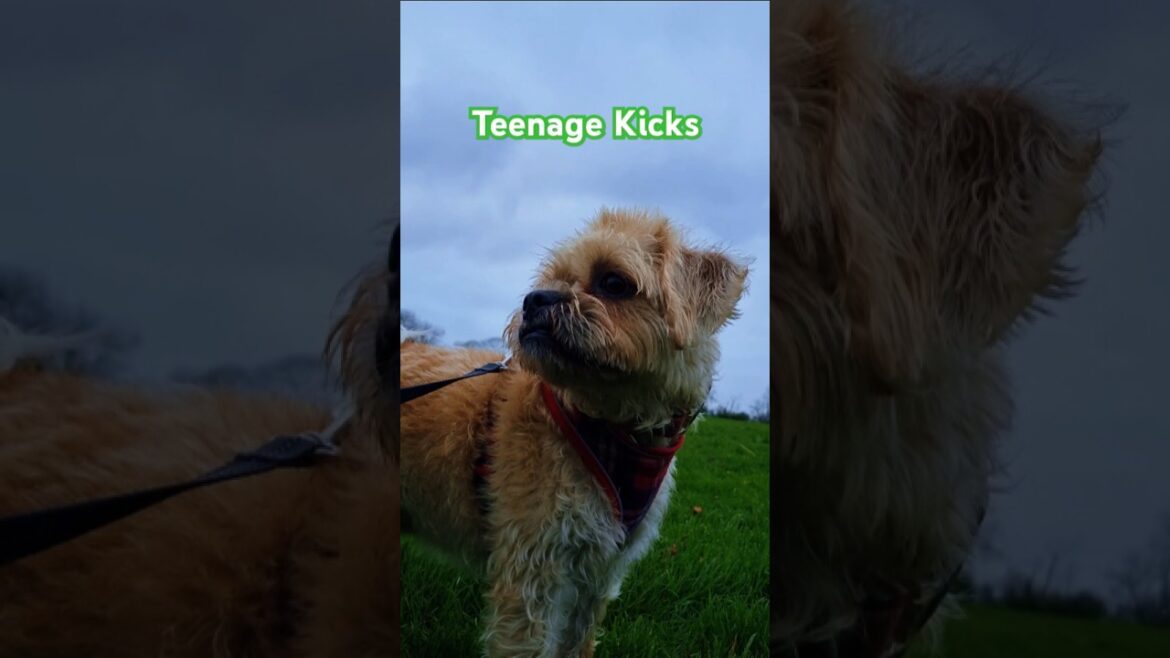 Teenage Kicks with the Terriers 😍