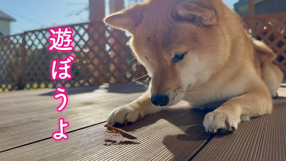 お庭で出会ったカマキリと遊びたい柴犬の行動が可愛い過ぎました