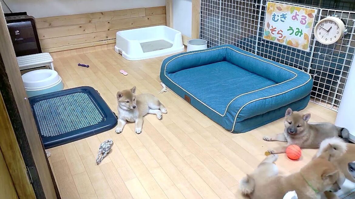 柴犬なつ！子育て生配信【生後57日】飼い主の後ろから一緒に脱走を試みる子犬たち。