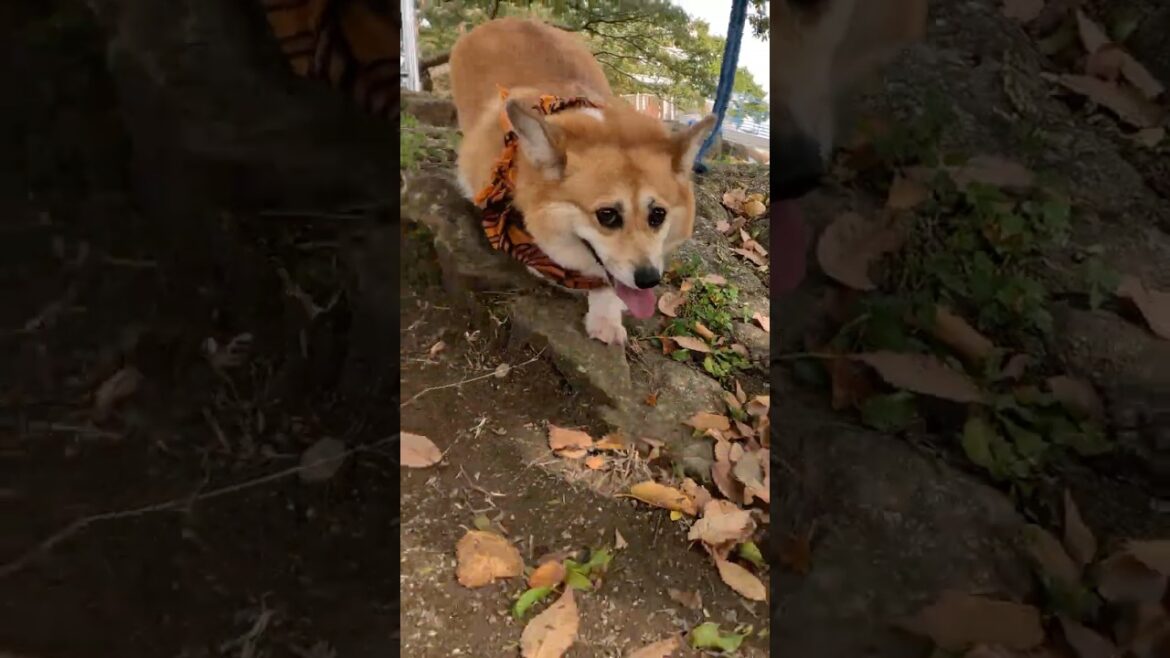 アップダウンを楽しむコーギー / A Corgi enjoying the ups and downs of the terrain #shorts