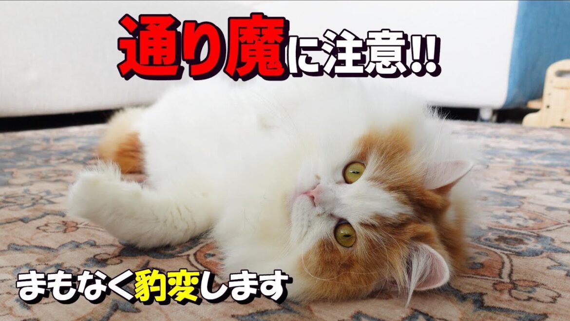 スコちゃんの男の子ココくんの通り魔事件‼#猫好き #ねこ #coco