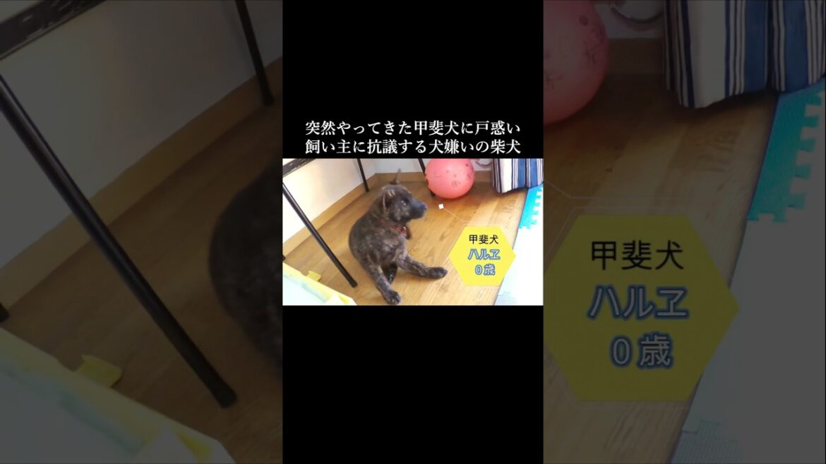 犬嫌いの柴犬に甲斐犬の子犬を投入したら猛抗議してきた　 #甲斐犬#柴犬 #youtubeshorts
