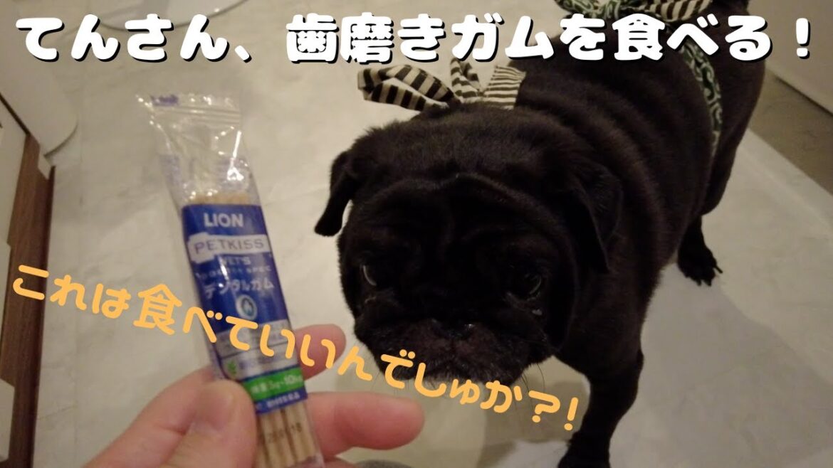 【フレブル】てんさん、美味しい歯磨きガムを食べる！【黒パグ】