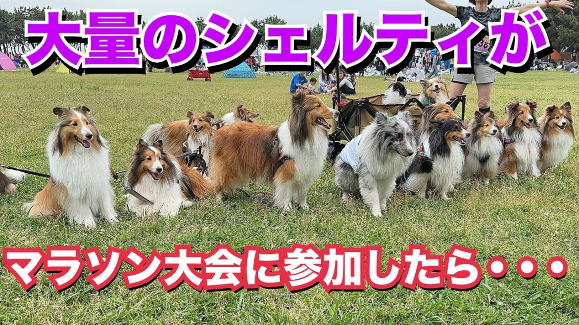 愛犬と一緒に走るマラソン大会にシェルティが大量発生した