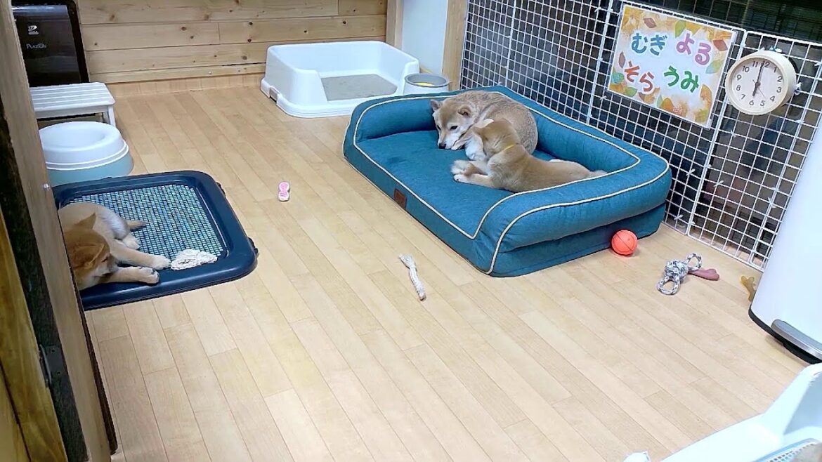 柴犬なつ！子育て生配信【生後58日】飼い主が覗き込むと群がってくる子犬たちが可愛い。