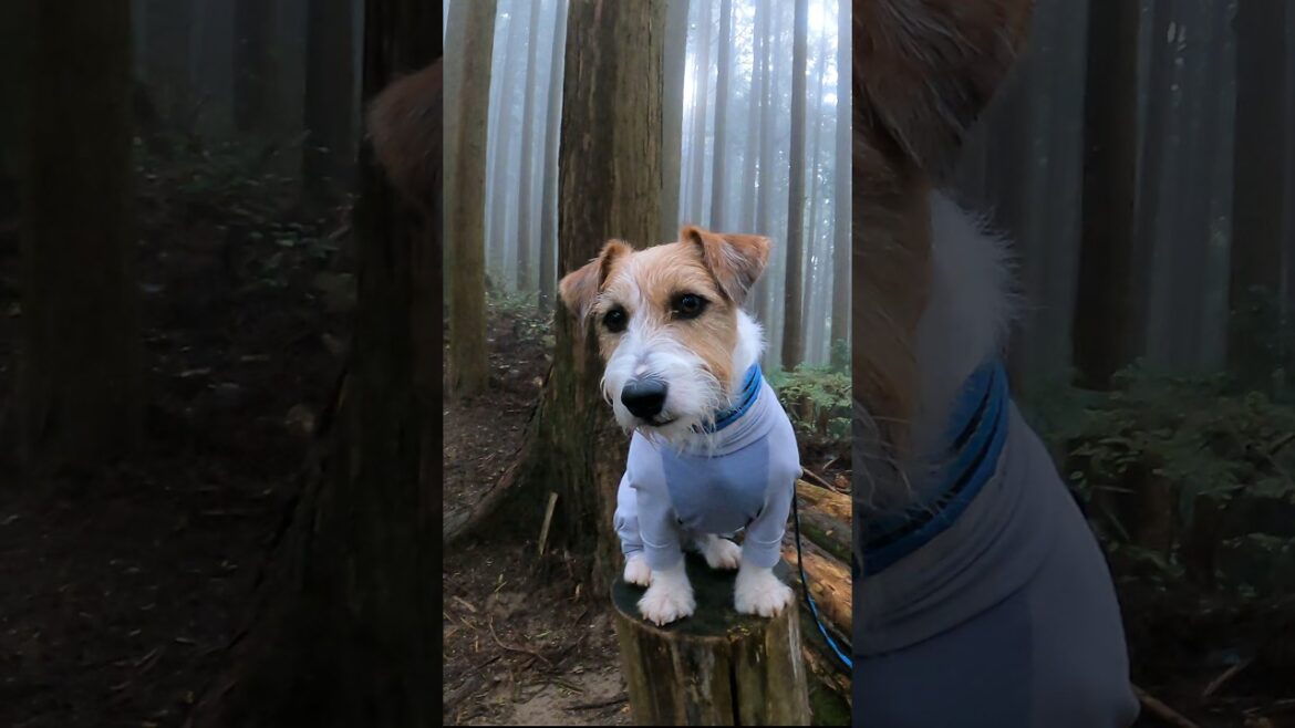 金剛山文殊中尾根を登る #ジャックラッセルテリア #jackrussellterrier #登山犬