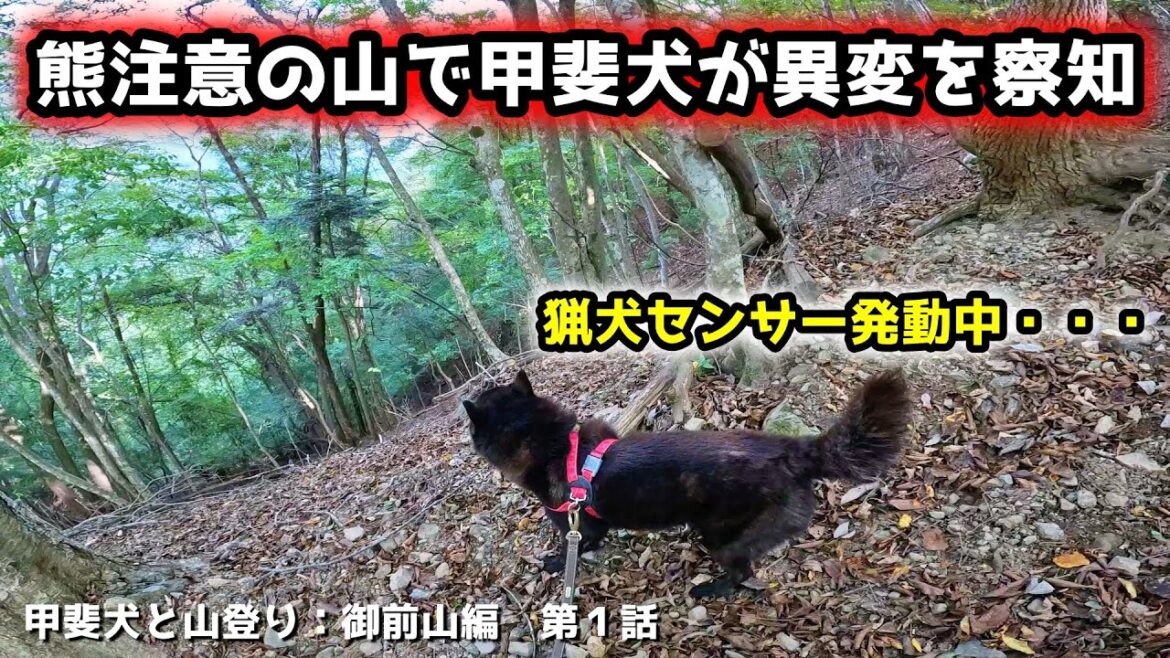 熊が出没する山で甲斐犬が異変を察知・・・山登りで見せる狩猟本能【犬と登山：御前山編　第１話】