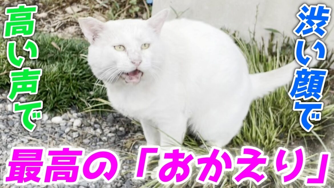 家に帰ると三毛母猫の旦那さんが速攻で出迎えてくれました！[三毛母猫の旦那]