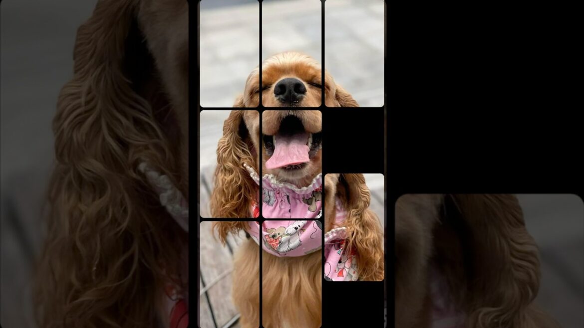 パズルでバズろう！ #パズル #バズる #dog #puppy #アメリカンコッカースパニエル #チワワ #愛犬