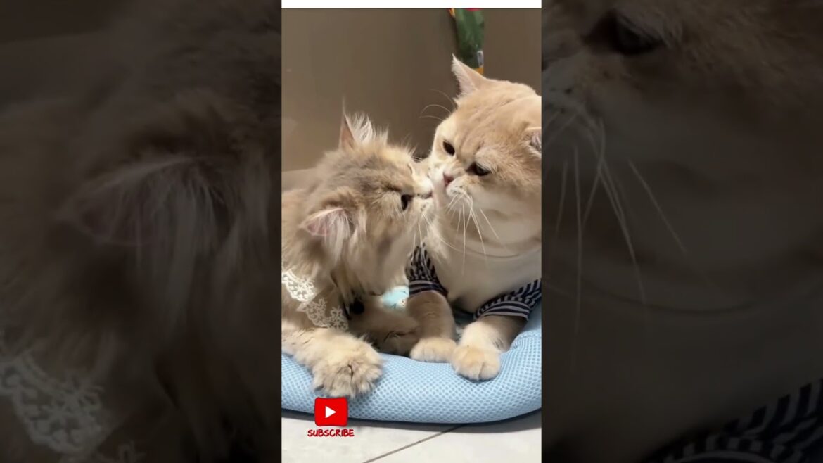 The Sweetest Cat Love Stories