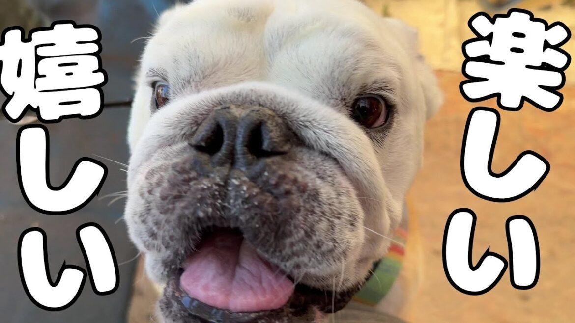 「パパと一緒のお出かけ♪」と分かった瞬間、嬉しさ大爆発して大喜びするブルドッグ 「パパと一緒のお出かけ♪」と分かった瞬間、嬉しさ大爆発して大喜びするブルドッグ