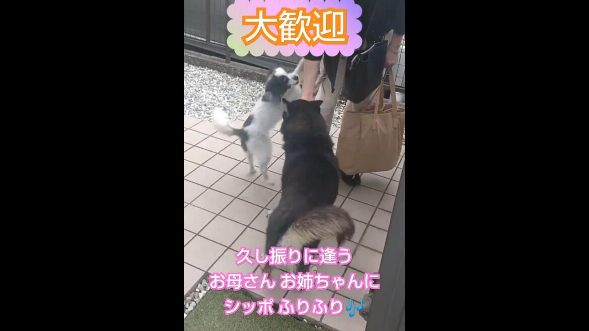 おお喜びの なっちゃん だいちゃん♪　#shorts #犬 #パピヨン