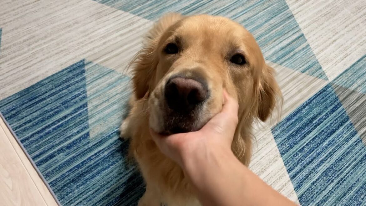 愛犬が朝いつもの場所にいないと思ったら。。。 愛犬が朝いつもの場所にいないと思ったら。。。