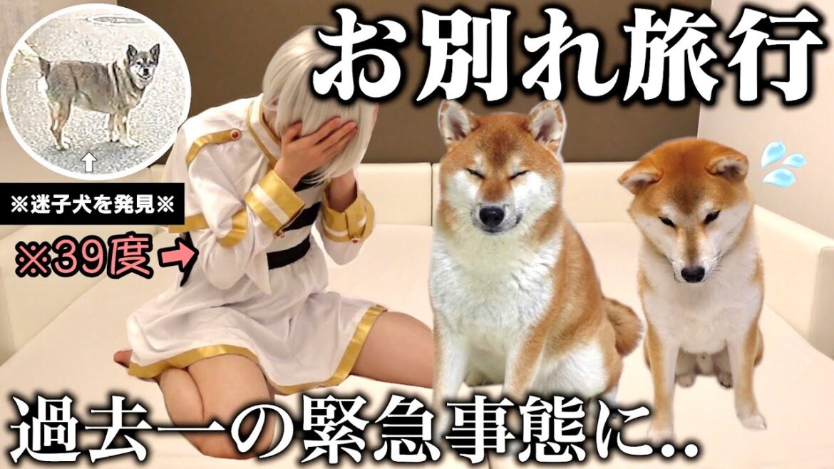 【迷子犬に遭遇..】離れて暮らす柴犬こまちゃん達との旅行が予想外のハプニング&癒しの回になりました。「飼い主..熱暴走する」
