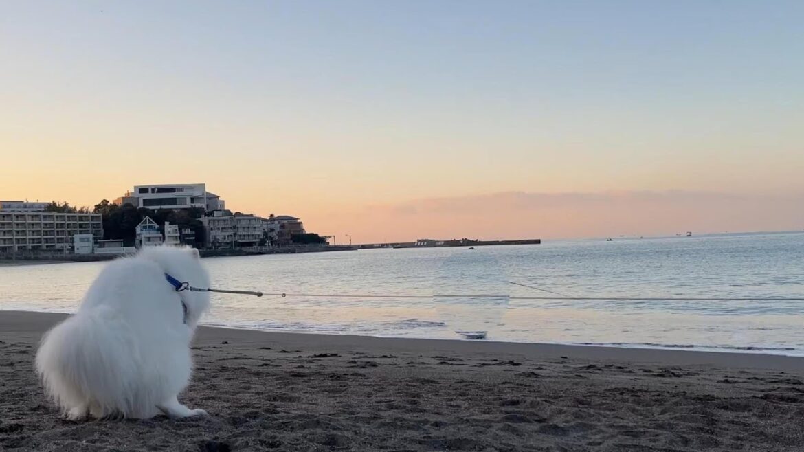犬史上、最も気持ち良い場所でウ〇チするサモエドさん