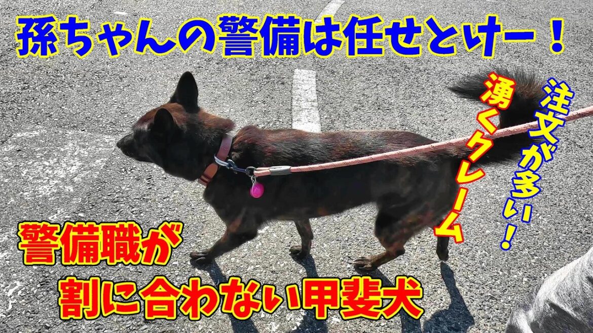 警備職を引退した！？甲斐犬-　甲斐犬いち