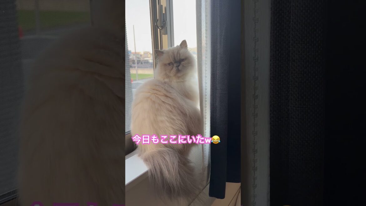 窓辺のヒマラヤンのマーベル🐈🐾 #shorts #猫のいる暮らし #ニャルソック #ねこ #cat