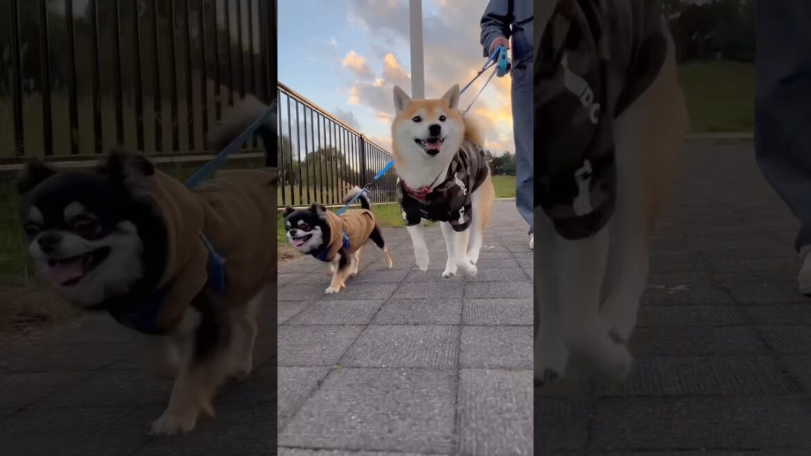 お散歩でテンションMAX⁉️🐶#柴犬 #チワワ #shorts