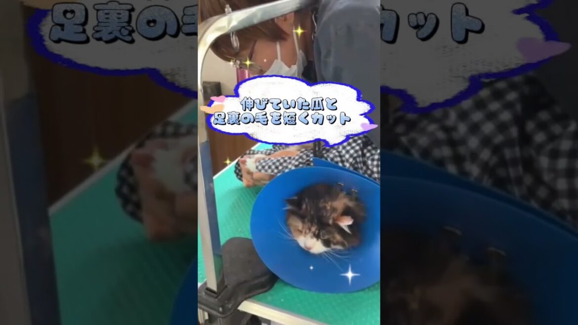ブラッシングコース＋足裏バリカンご利用☆彡スコティッシュフォールド　ののちゃん　 #長毛 #猫のいる暮らし #cat