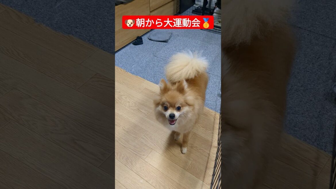 朝からハッスルするポメラニアン#shorts #ポメラニアン #pomeranian