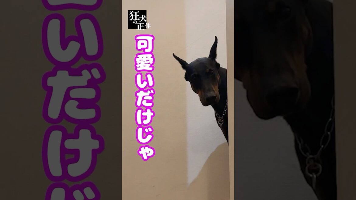 可愛いドーベルマンじゃダメですか？