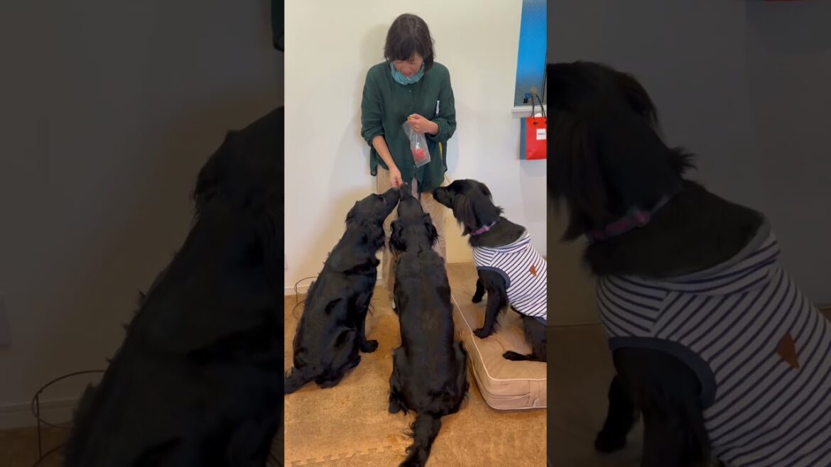 人気者#flatcoatedretriever #フラットコーテッドレトリバー #おやつタイム