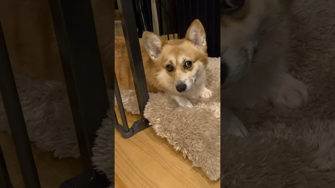 ハウスへ向かうコーギー / A corgi heading for its room #shorts