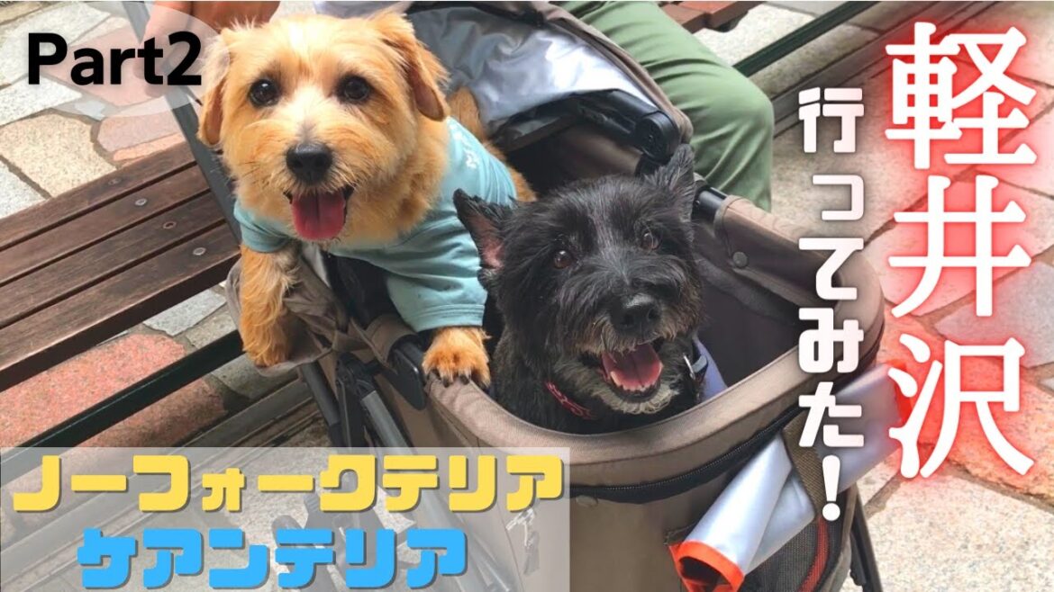 【後編】愛犬たちと過ごす軽井沢　ケアンテリアとノーフォークテリア【こすまつ】2頭飼いの日常　Cairn Terrier and Norfolk Terrier