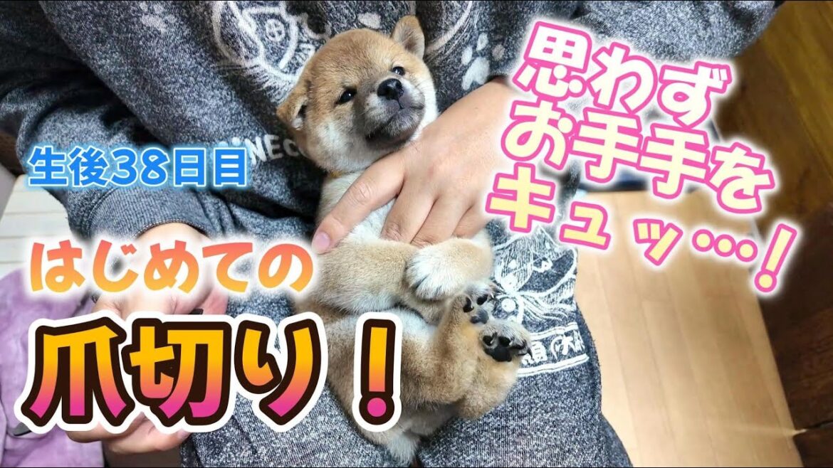 初めての爪切りで固まっちゃった子犬が可愛い!#柴犬 #豆柴 #子犬 #dog #shibainu 初めての爪切りで固まっちゃった子犬が可愛い!#柴犬 #豆柴 #子犬 #dog #shibainu