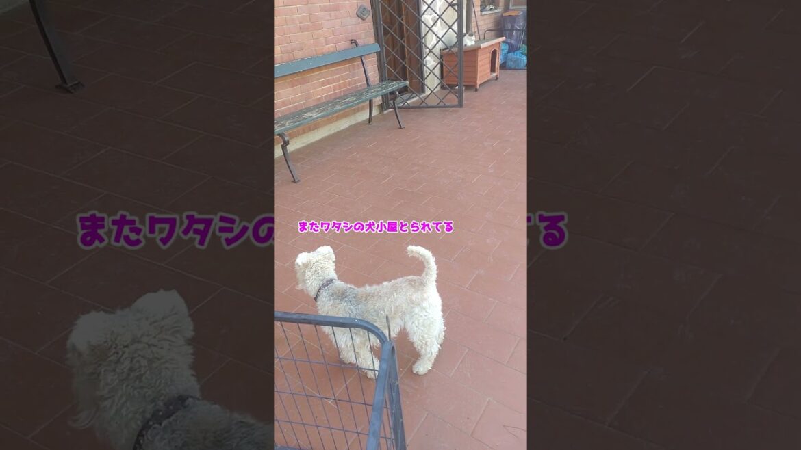 近所のネコに犬小屋を占拠されて文句が言えないイヌ　#shorts