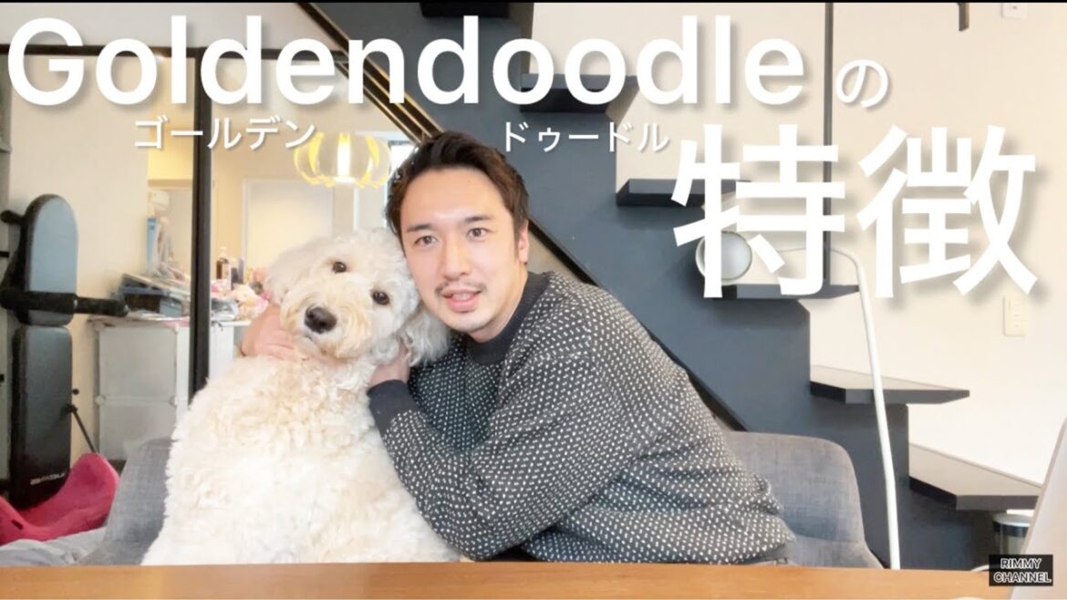 【必見】ゴールデンドゥードルの特徴を調べて愛犬と比較してみました！