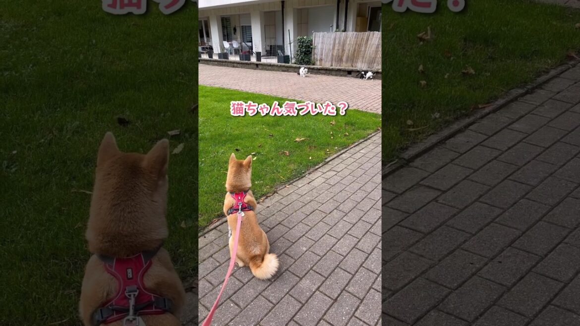 ねこ好き？ねこ苦手？どっちなの？ #柴犬 #shiba
